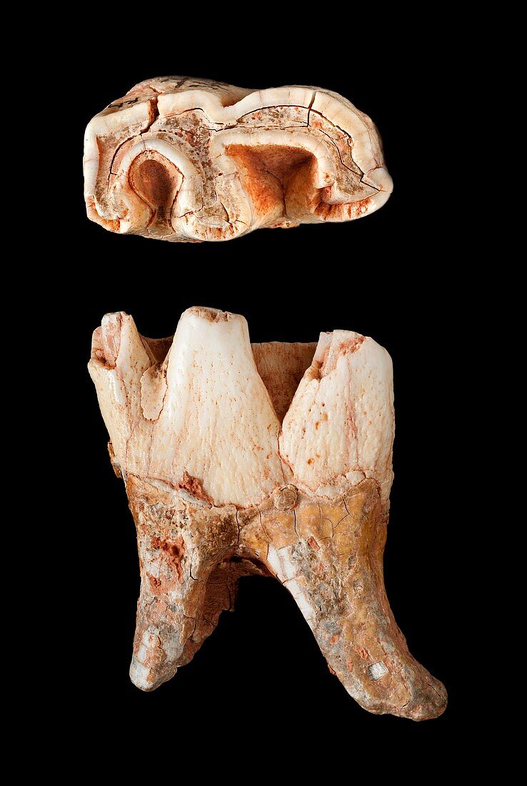 Woolly rhinoceros tooth
