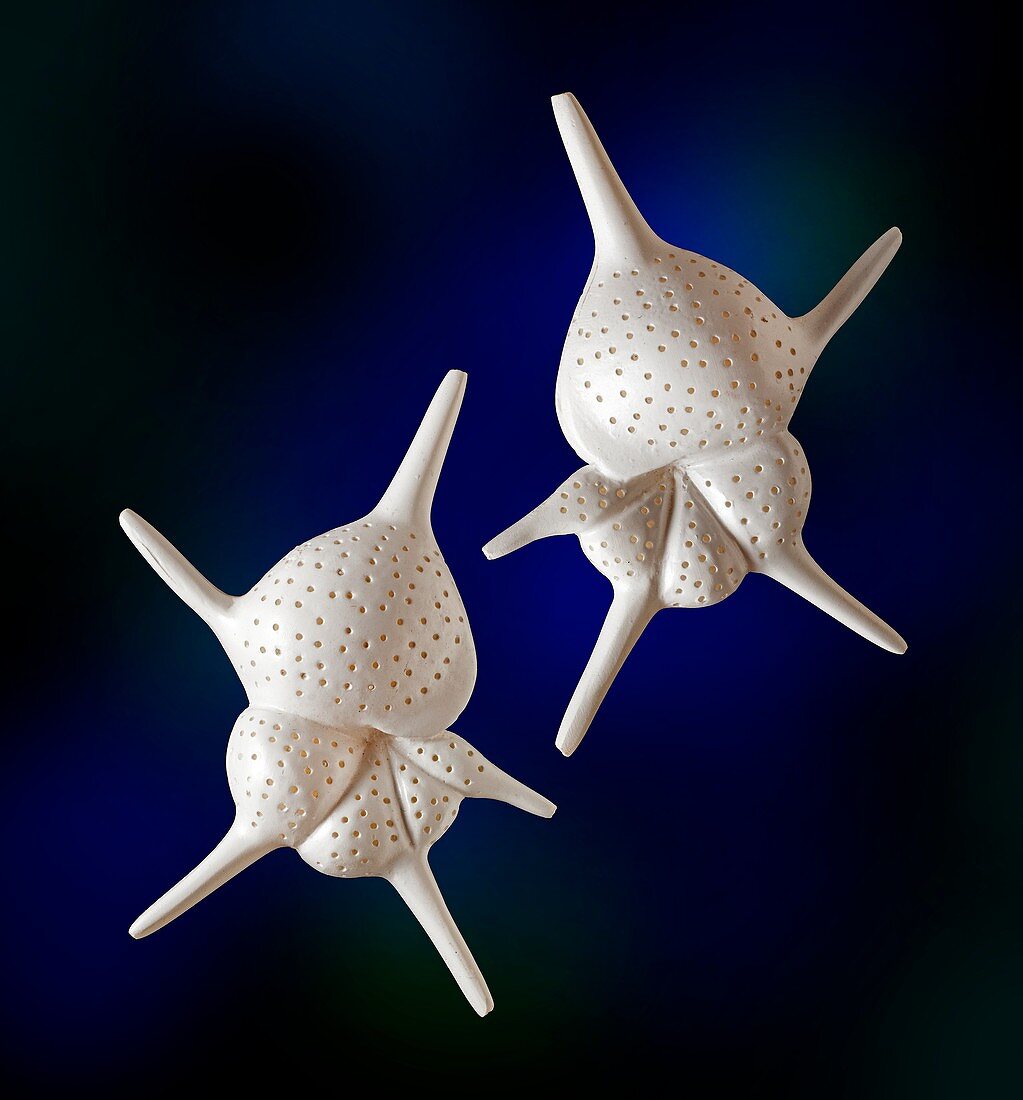 Foraminifera model