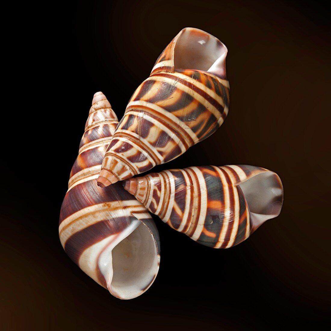 Liguus land snail shells