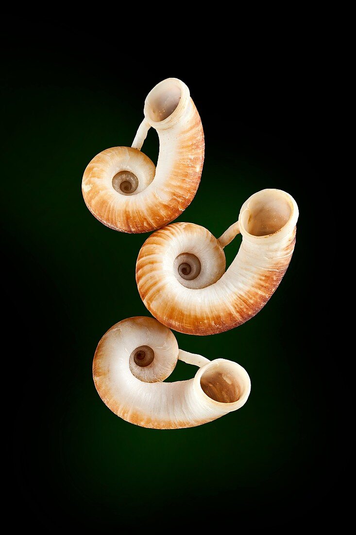 Rhiostoma land snail shells