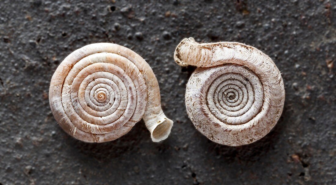 Hendersoniella land snail shells