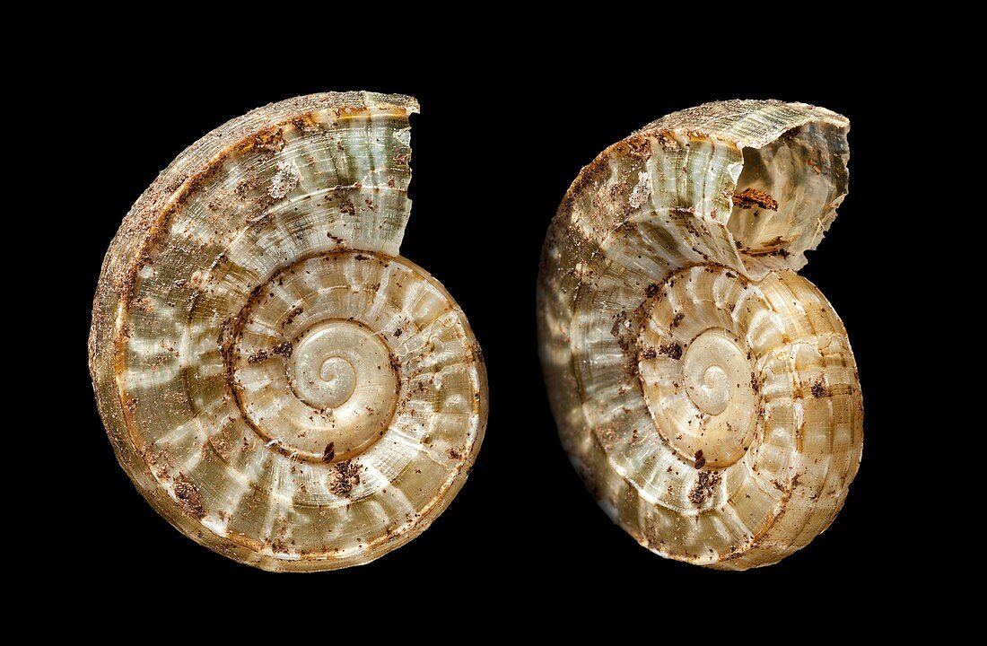 Buckleya mollusc shell