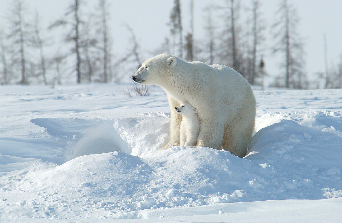 Mother polar bear with cub