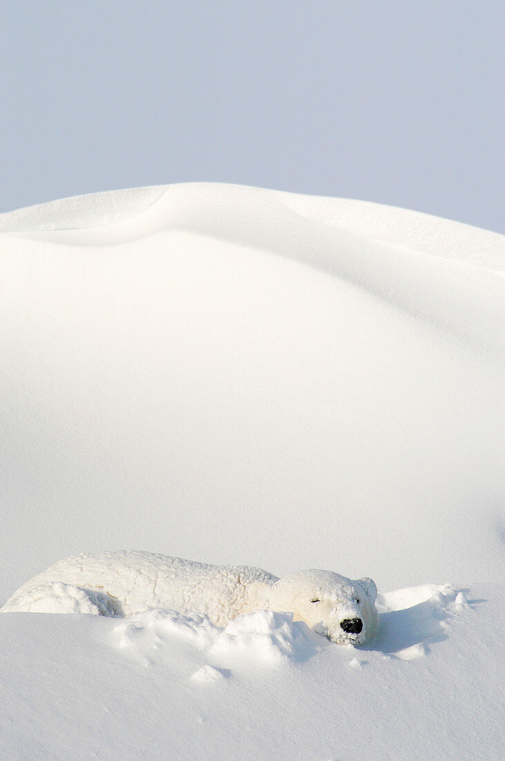 Polar bear sleeping in snowbank