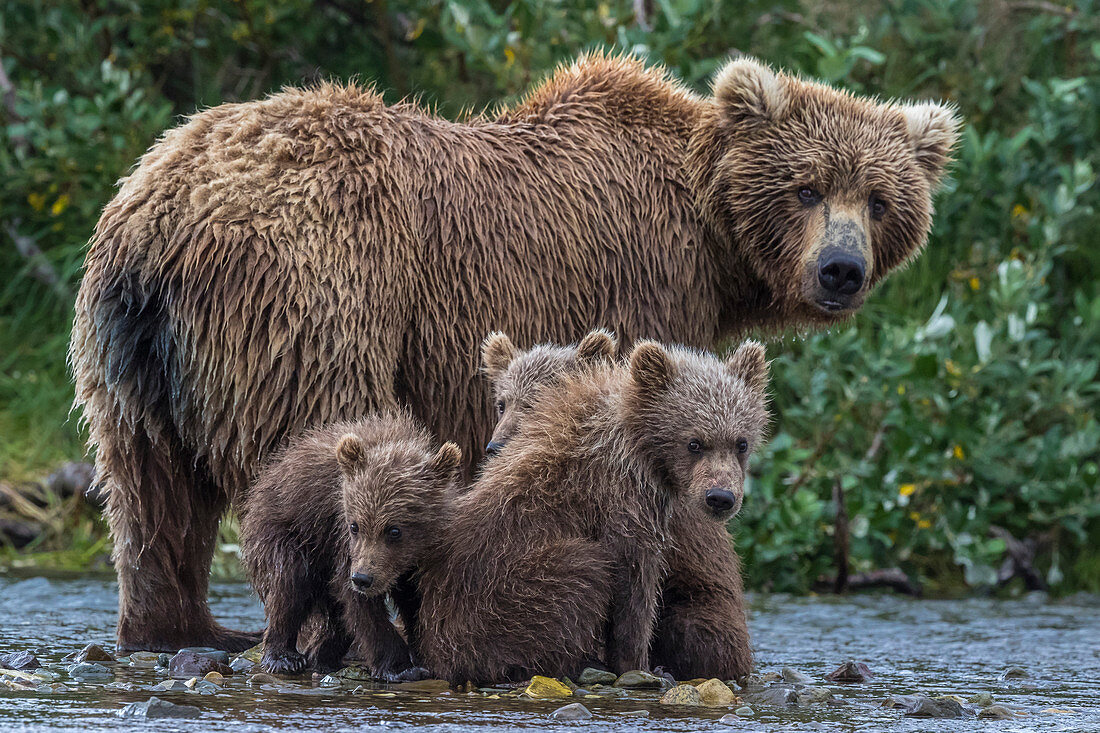 Brown bear mother and cubs