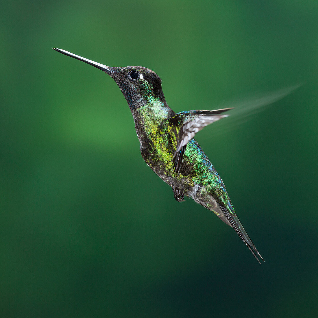 Male magnificent hummingbird