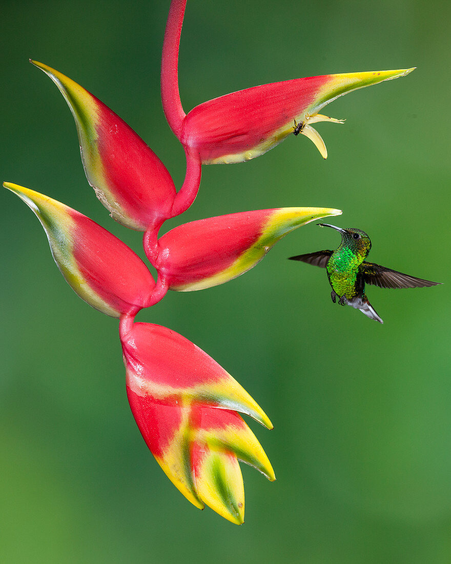 Coppery-headed emerald hummingbird
