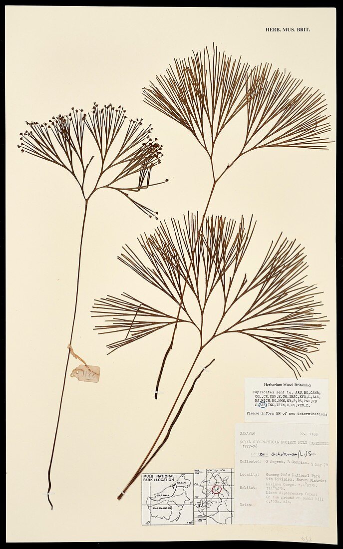 Schizaea dichotoma fern specimen
