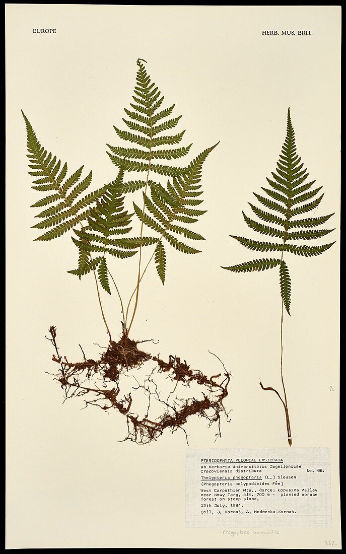 Pteridophyta poloniae Exsiccata fern specimen