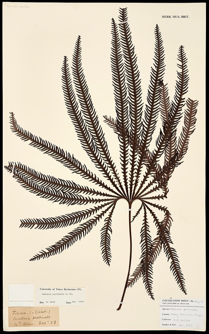 Matonia pectinata fern specimen