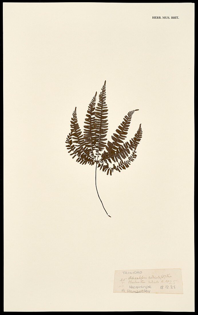 Adiantopsis radiata fern specimen