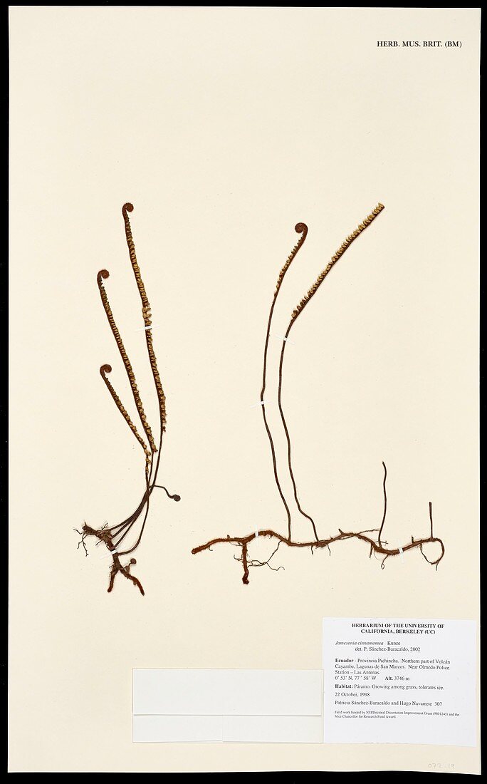 Jamsonia cinnaomea Kunze fern specimen