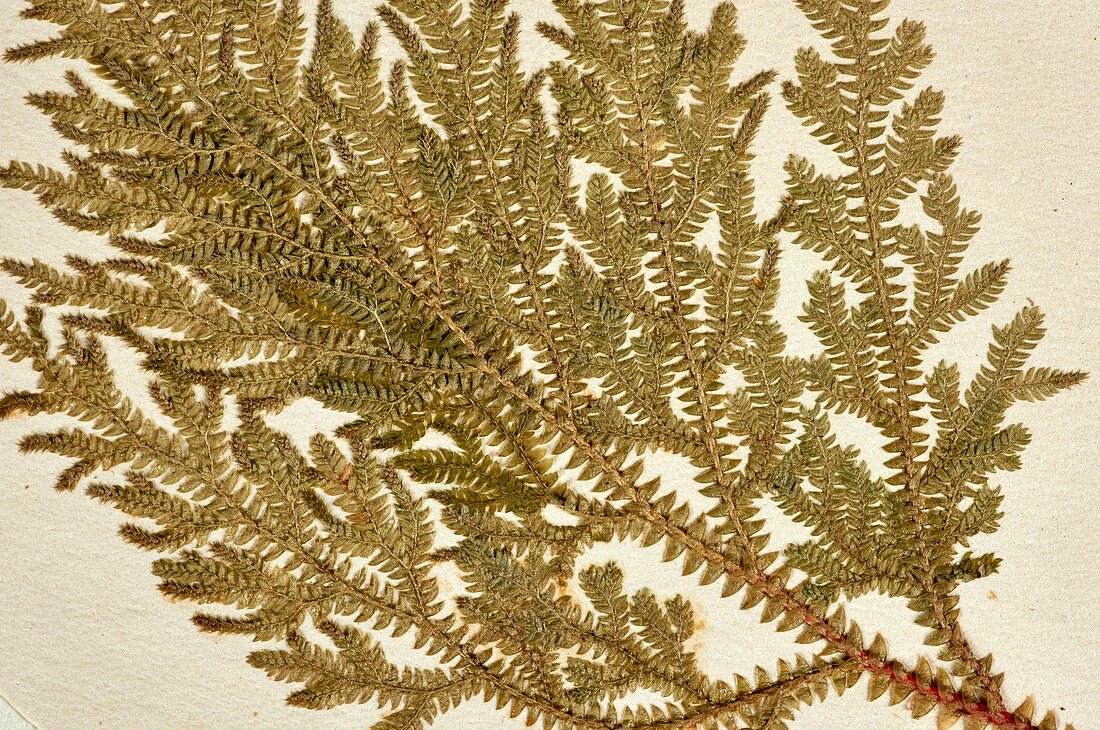 Selaginella erythropus fern specimen