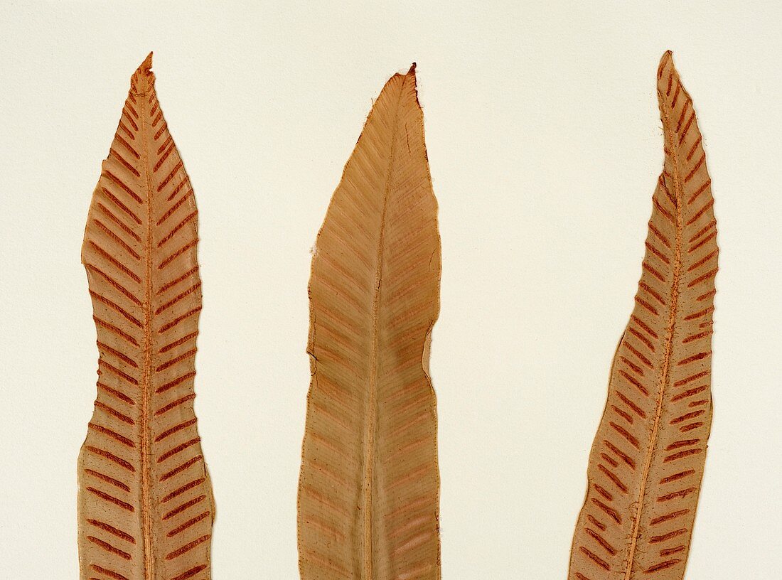 Asplenium scolopendrium fern specimen
