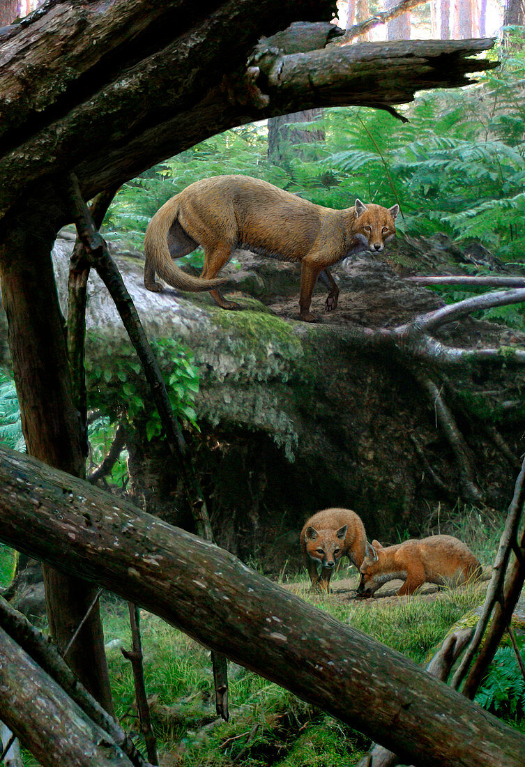 Hesperocyon prehistoric foxes, illustration