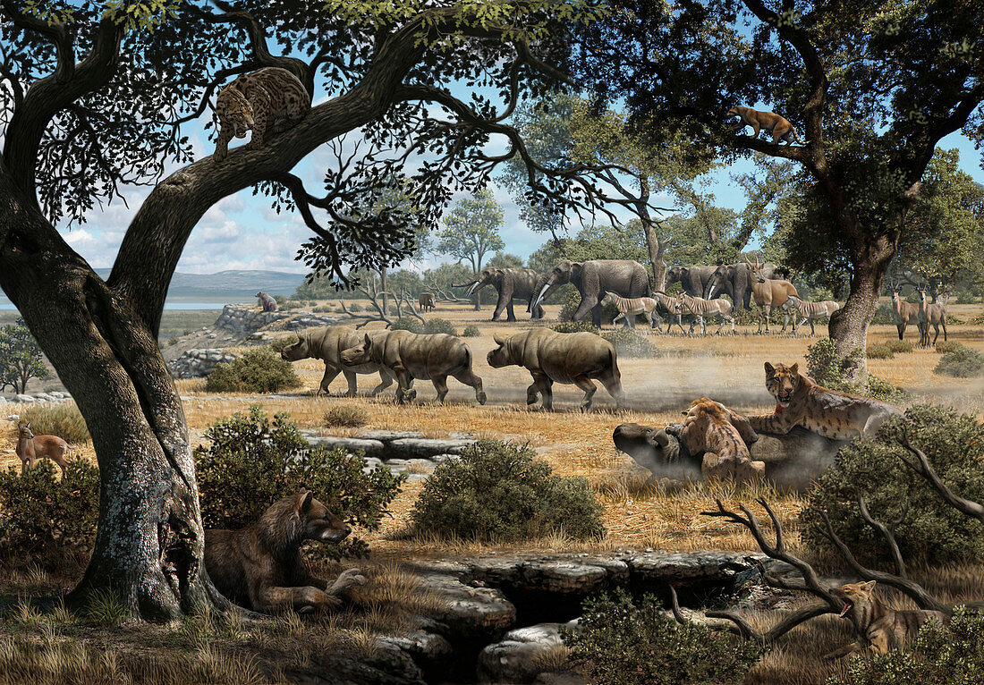Animals from the Cerro de los Batallones fossil site, illust