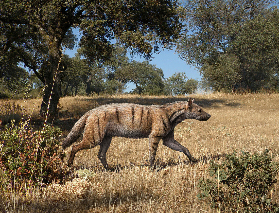 Prehistoric hyena, illustration