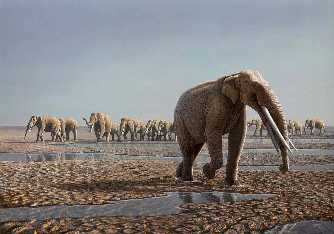 Prehistoric elephants, illustration