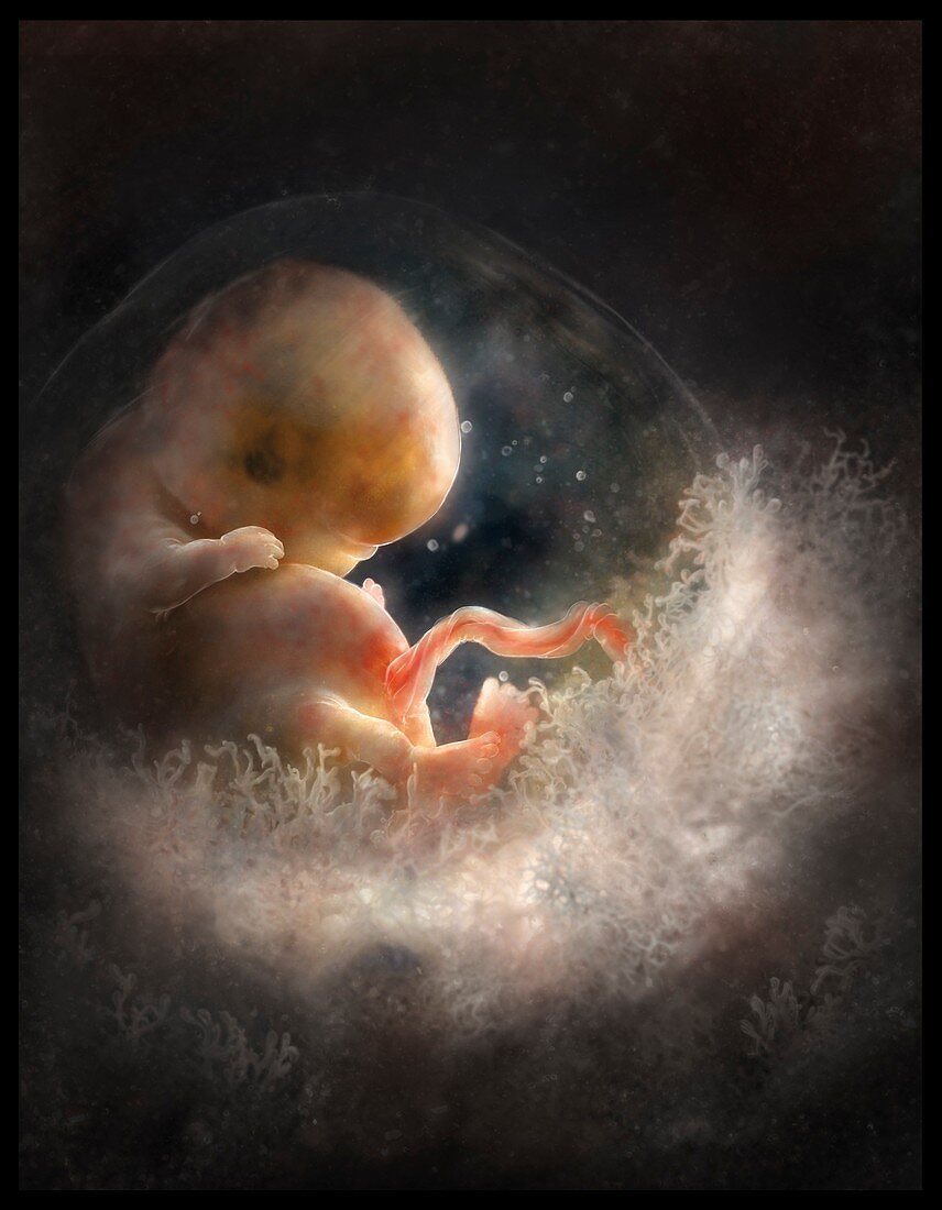 Foetus in womb, illustration