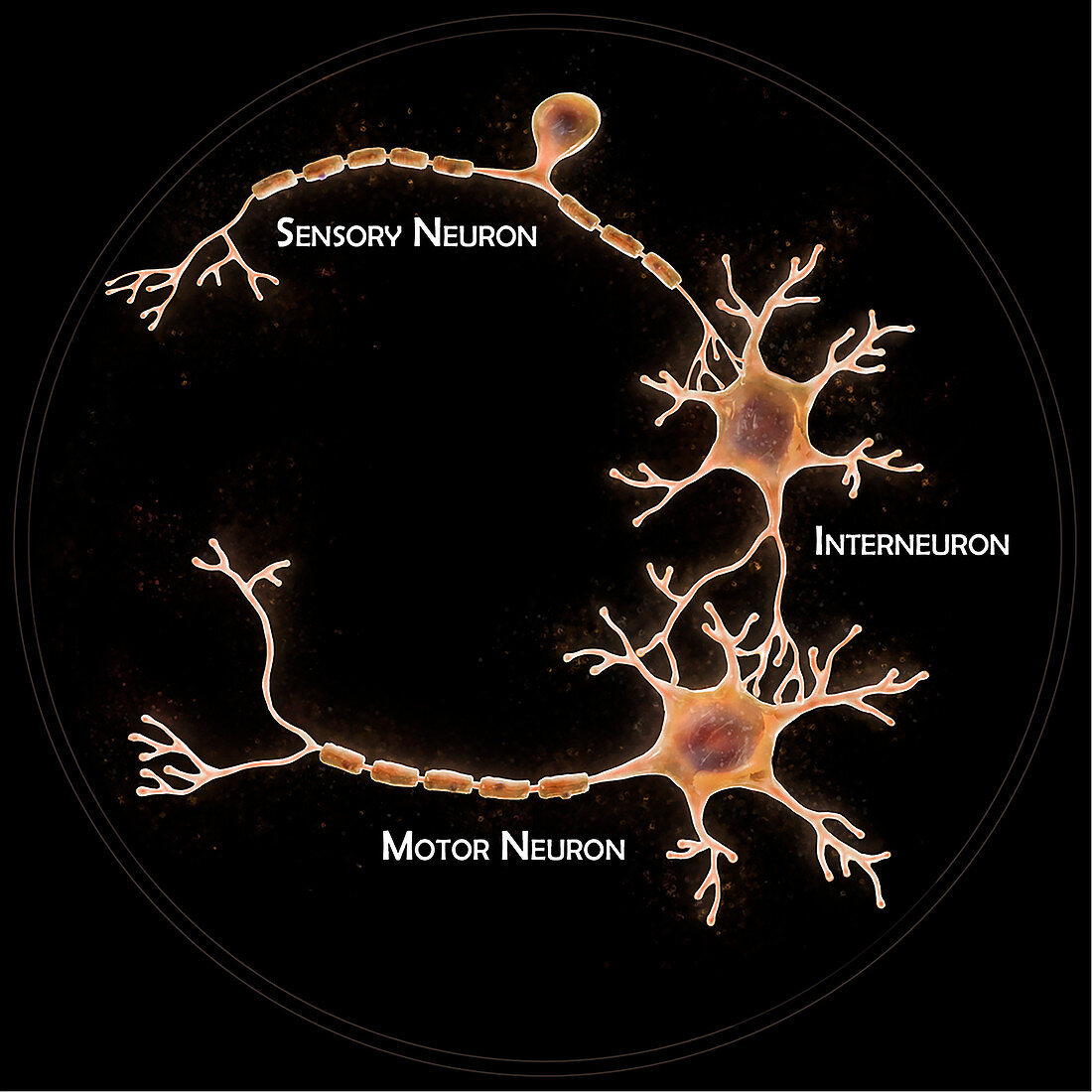 Neural pathway, illustration
