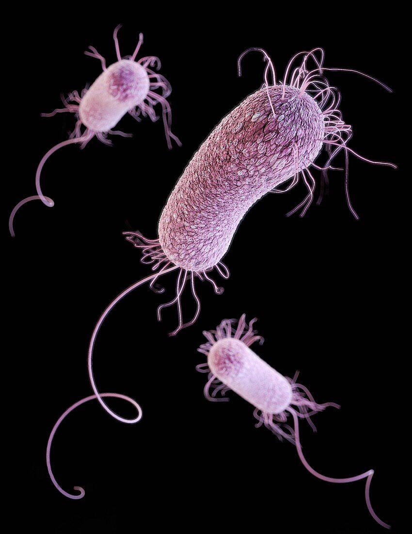 Multidrug-resistant Pseudomonas bacteria, illustration