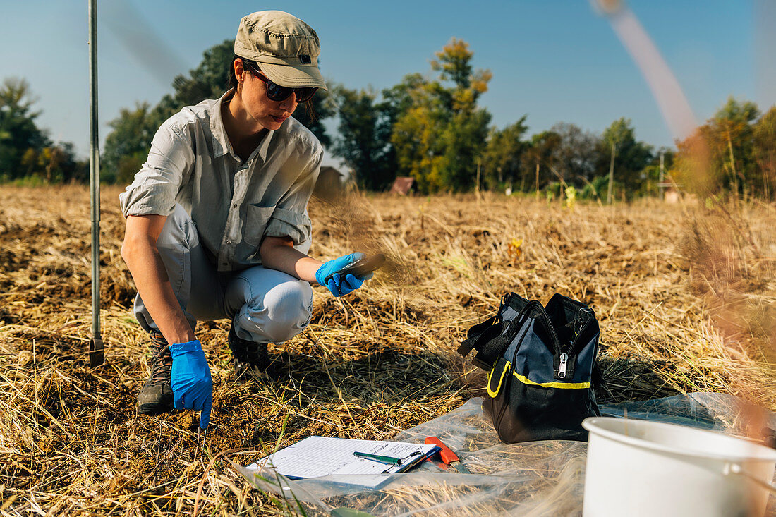 Soil scientist measuring soil temperature