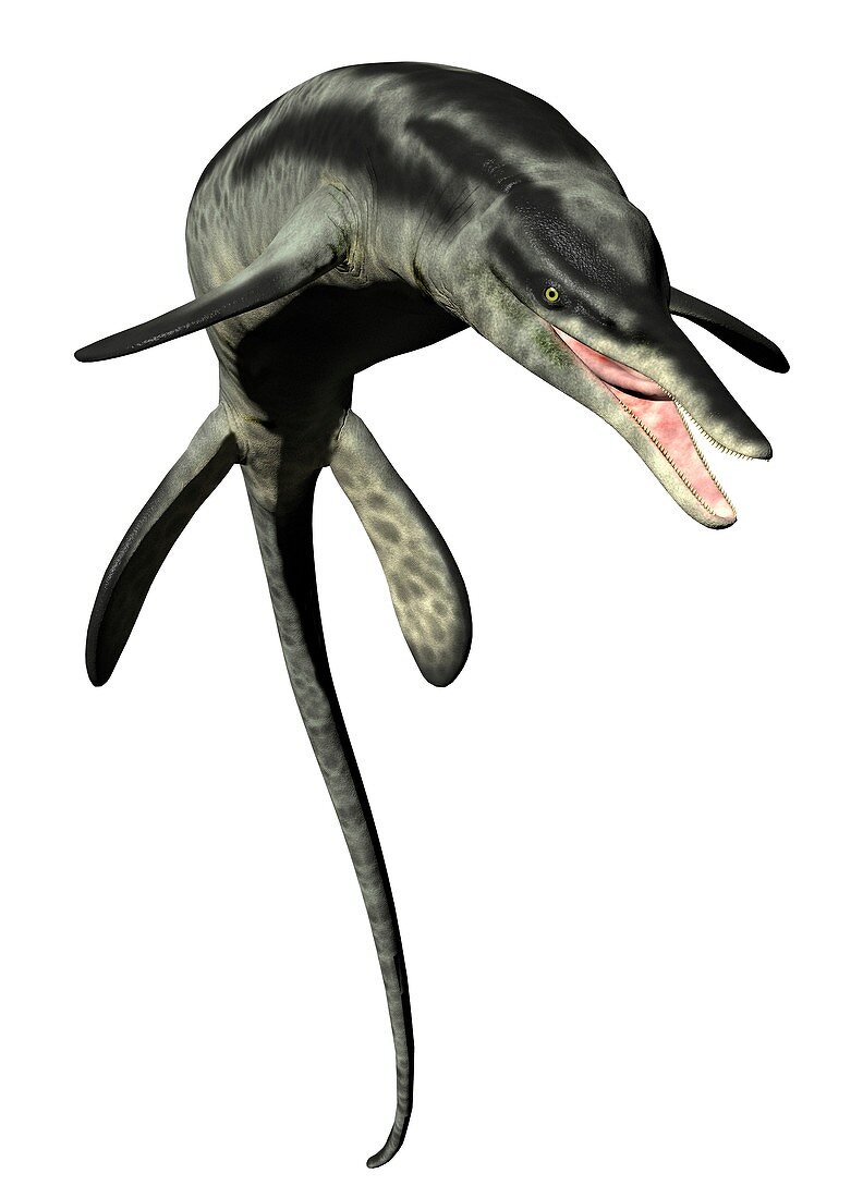 Cymbospondylus, illustration