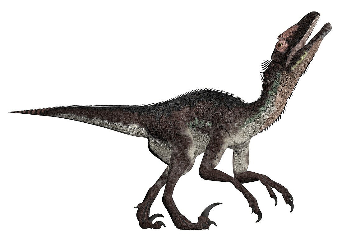 Utahraptor, illustration