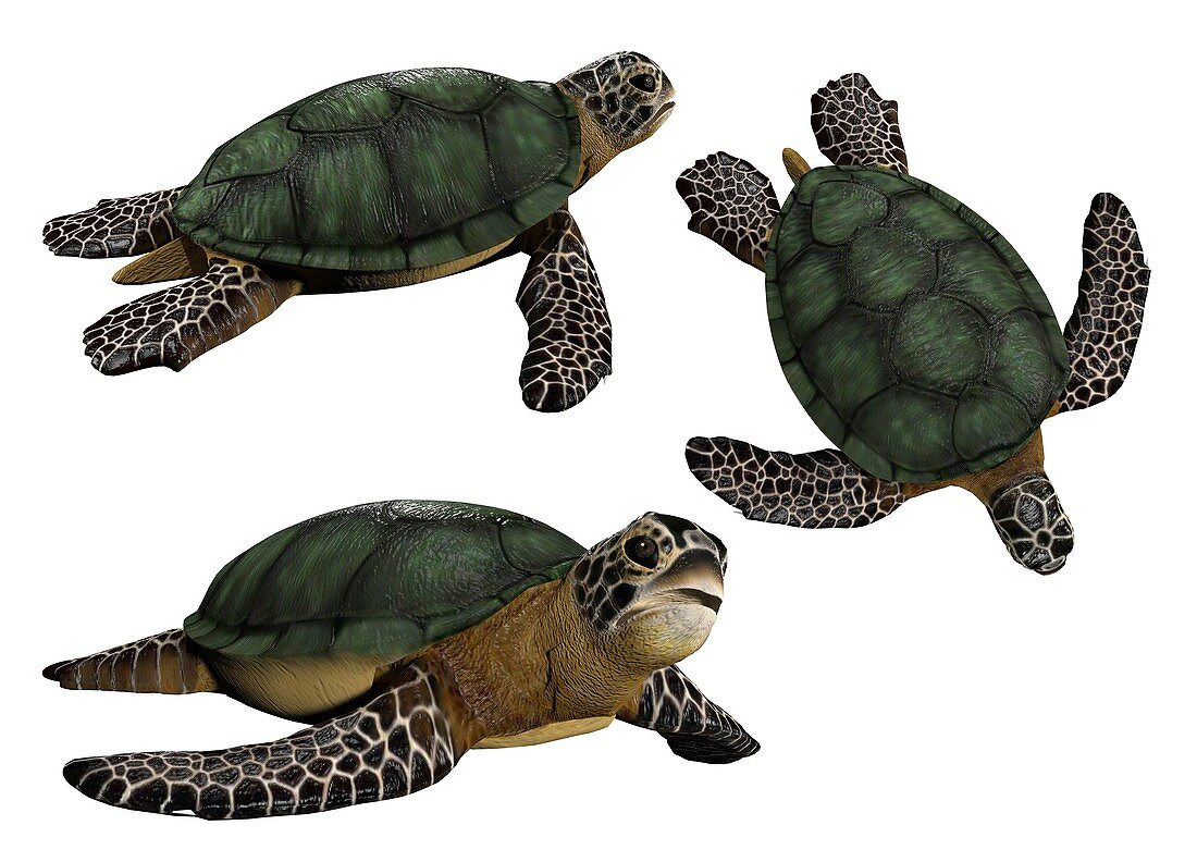 Sea turtles, illustration