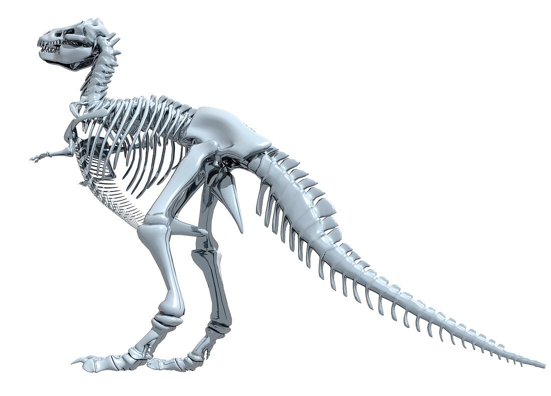 Tyrannosaurus rex skeleton, illustration