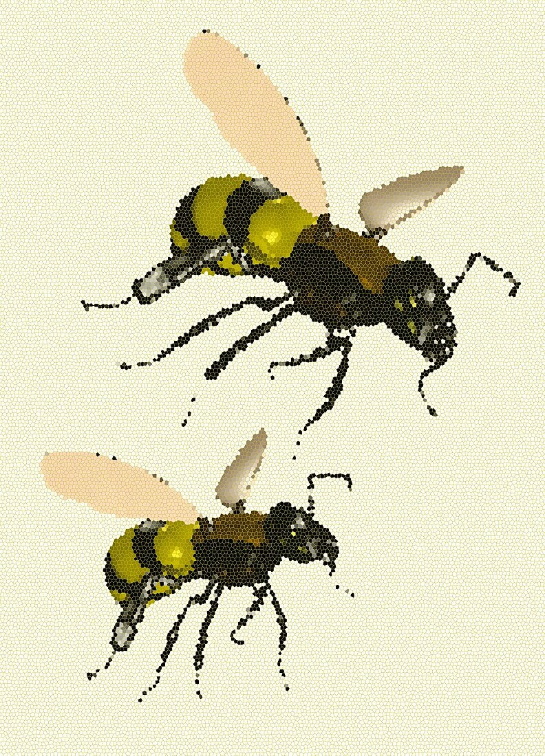 Bees, illustration