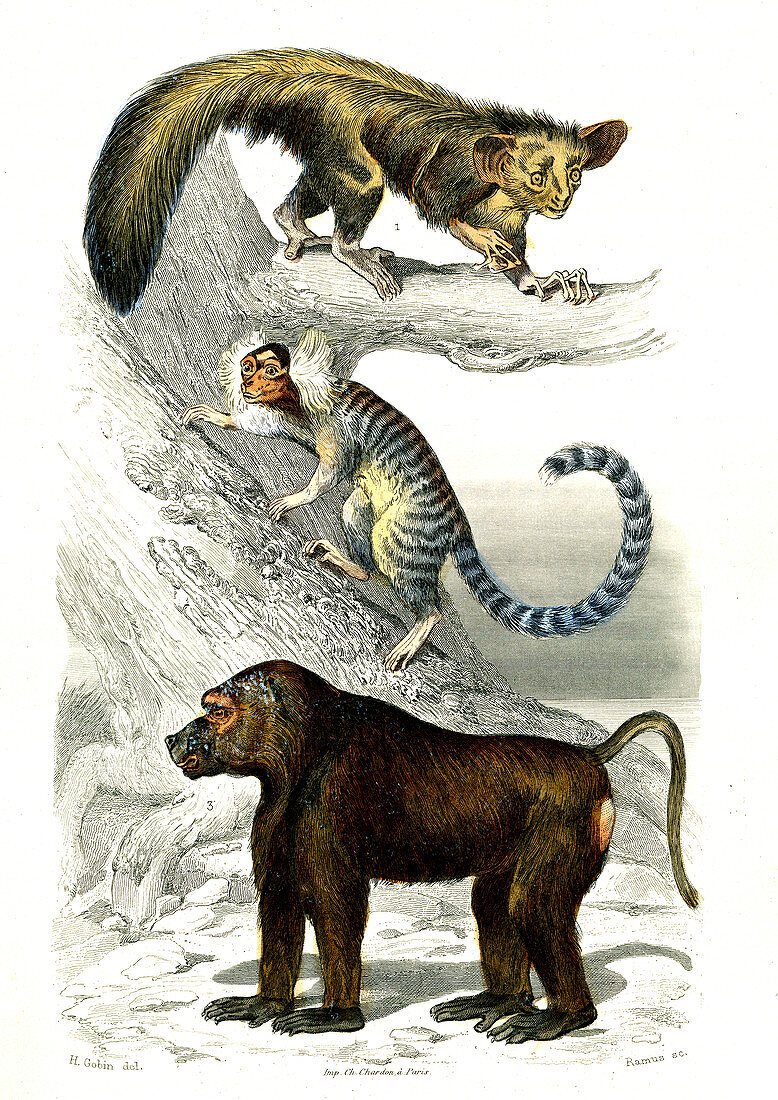 Lemur, marmoset and baboon, 19th century
