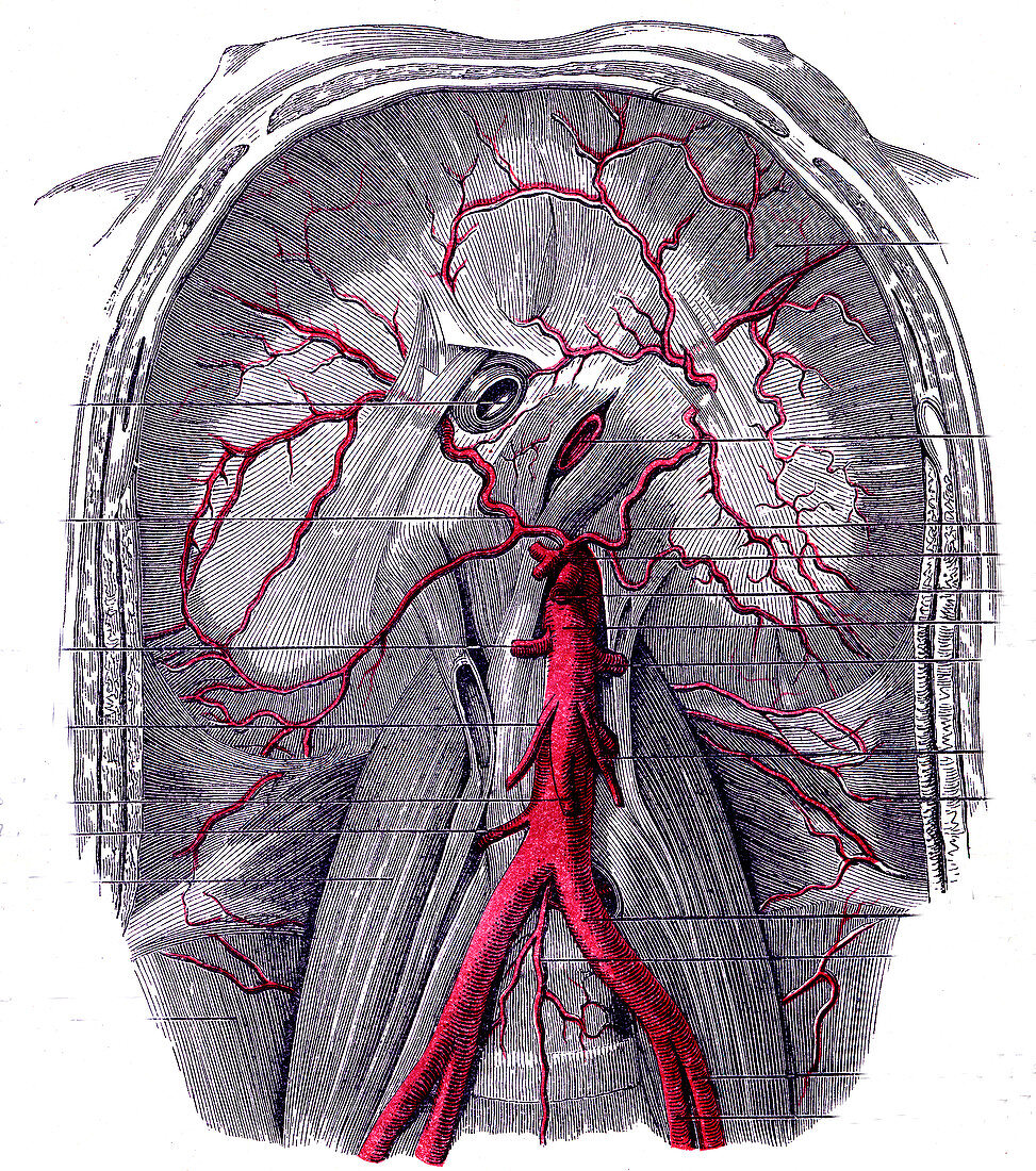 Abdominal aorta, 1867 illustration