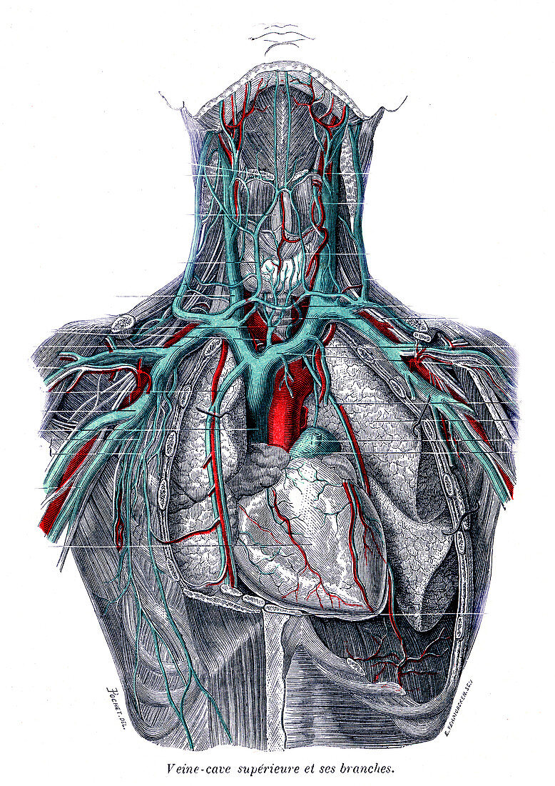 Veins of the chest, 1867 illustration