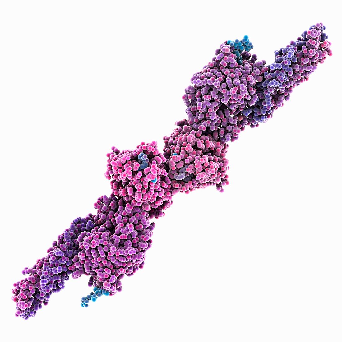 Fibrin protein, molecular model