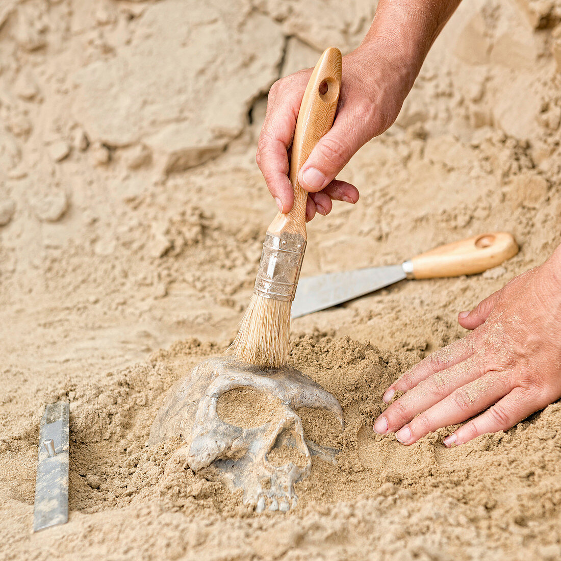 Archaeologist excavating a skull