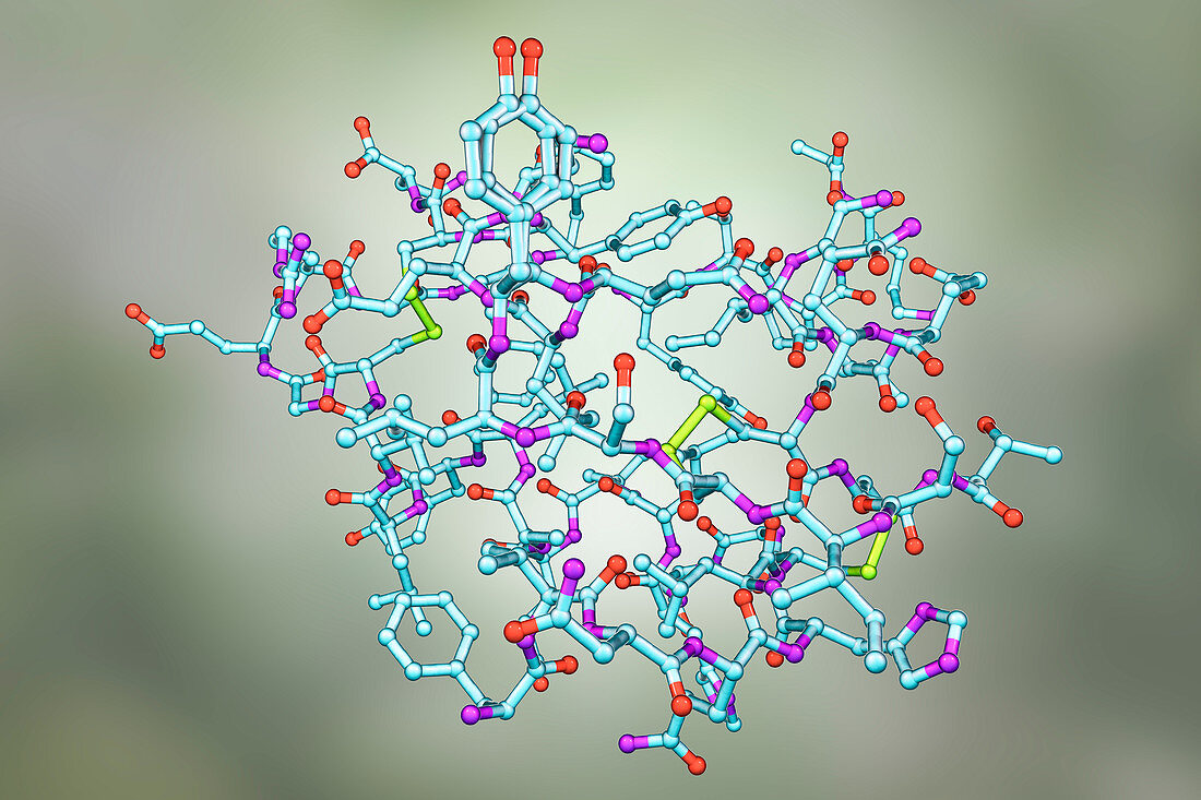 Insulin hormone molecule, illustration