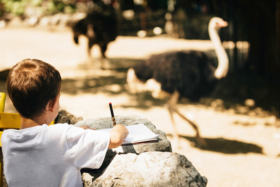 Child drawing an ostrich