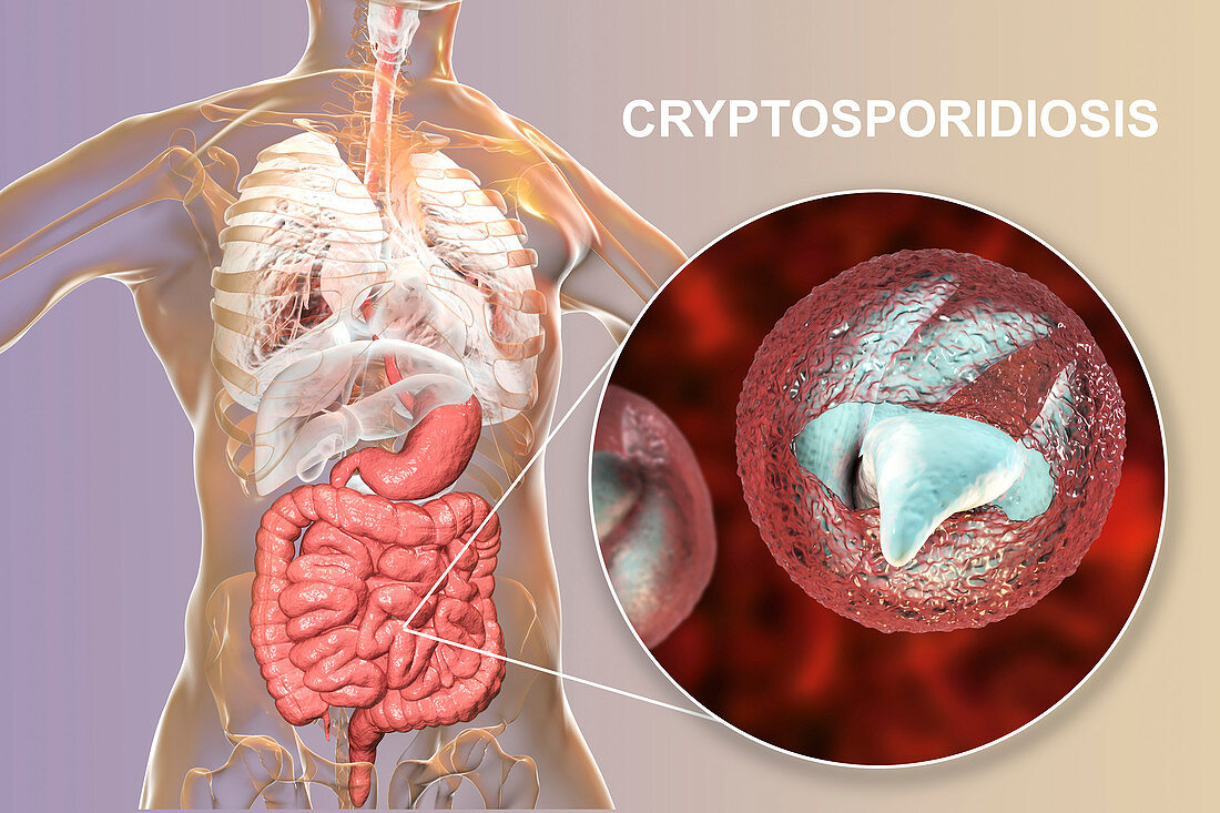 Cryptosporidium protozoan intestinal parasite, illustration