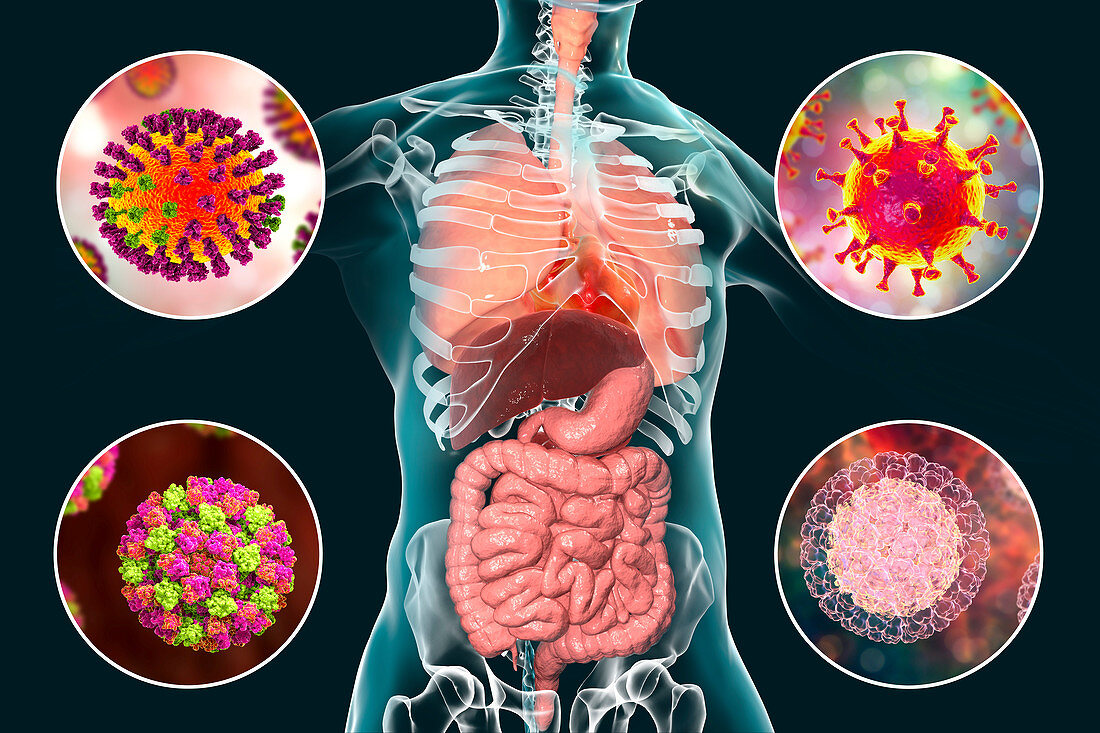 Viral respiratory and enteric infections, illustration