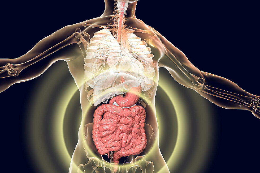 Human digestive system, illustration