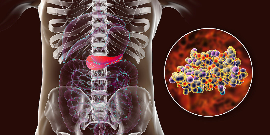 Human pancreas and insulin molecule, illustration