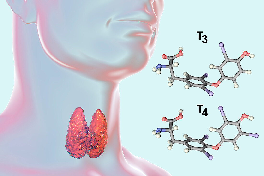 Thyroid gland and thyroid hormone molecules, illustration