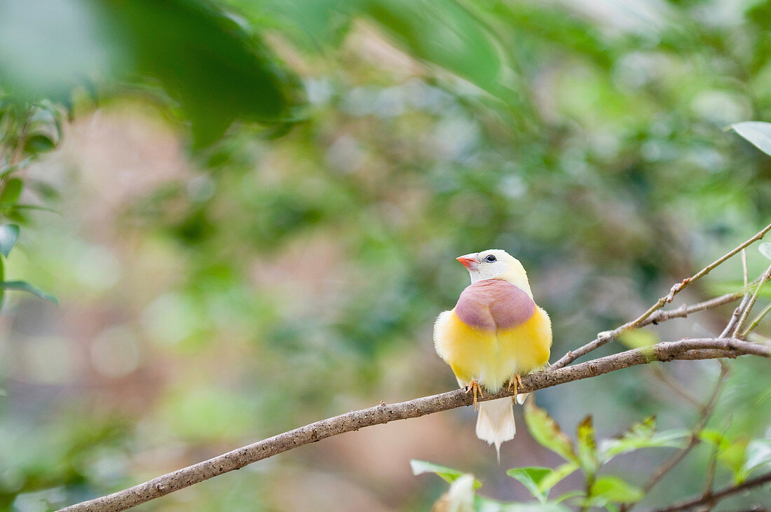 Juvenile Gauldian Finch on a tree branch