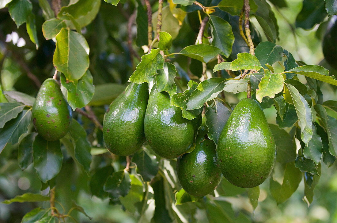 Bunch of ripe avocados