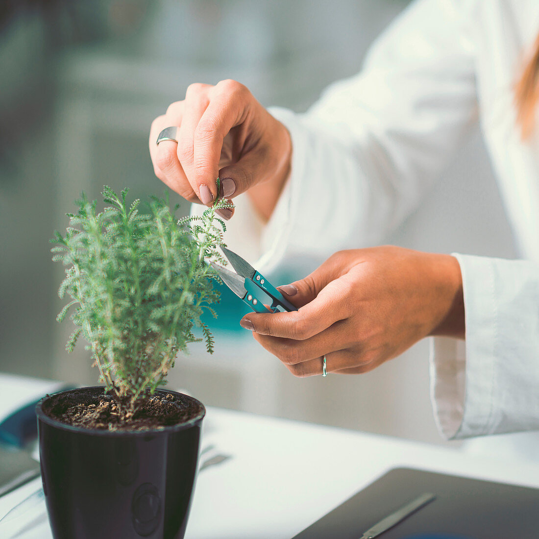 Homeopath preparing herbal remedies