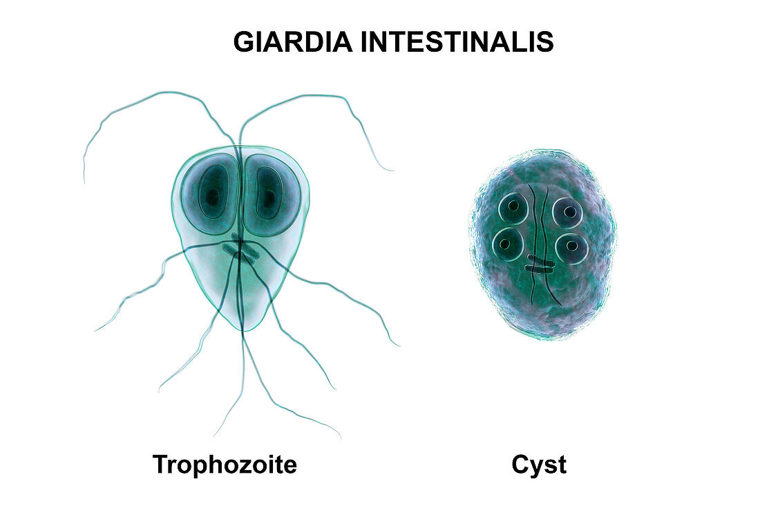 Giardia intestinalis protozoan, illustration
