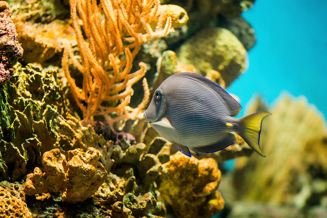 Yellowtail Tang