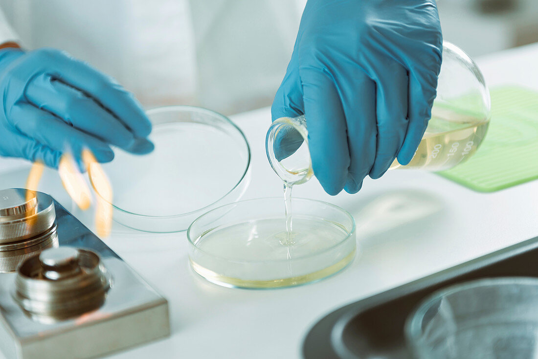 Microbiologist preparing agar plates