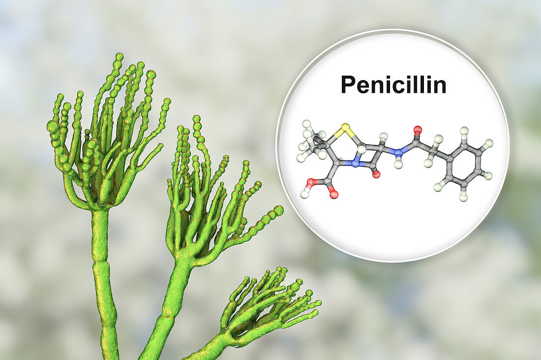 Penicillium fungus and antibiotic penicillin, illustration